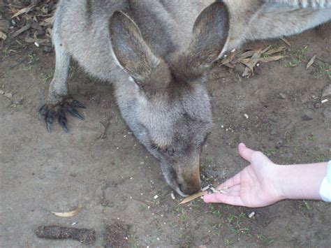 Bonorong Wildlife Park - Tasmania - Australia Photo (14603938) - Fanpop