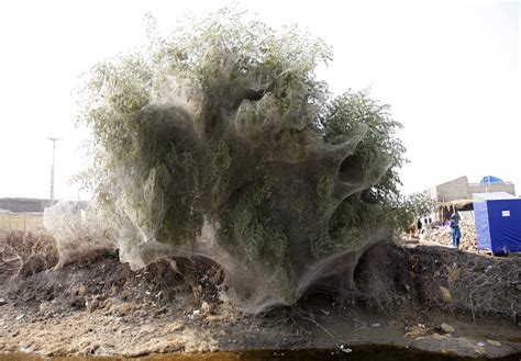 Trees cocooned in spiders webs after flooding in Sindh, Pa… | Flickr