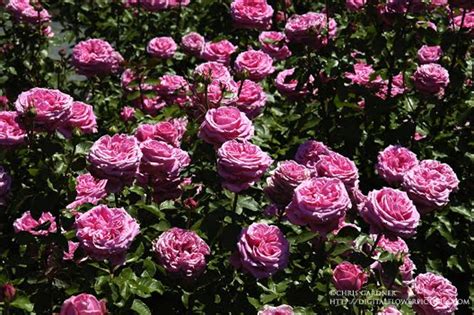 Digital Flower Pictures.com: Pink Hybrid Tea Roses