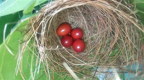 Cetti's Warbler bird eggs - YouTube