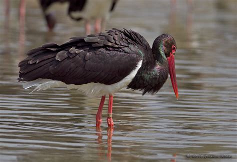 BLACK STORK & RAPTOR IMPRESSIONS: Black Stork migration - Israel Autumn 2010 - a short overview