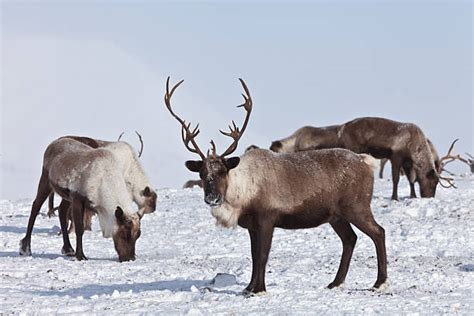 Royalty Free Caribou Maine Pictures, Images and Stock Photos - iStock