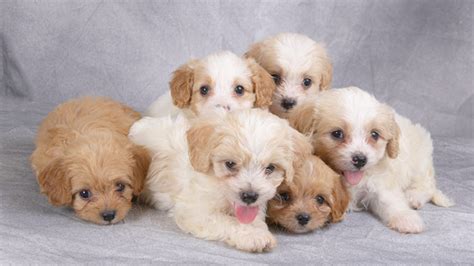 10 Things You Didn't Know about the Cavachon