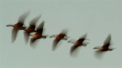 BBC Radio 4 - In Our Time - Fabulous flights: 13 amazing facts about bird migration