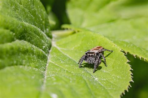 Jumping Spider Arachnid - Free photo on Pixabay - Pixabay