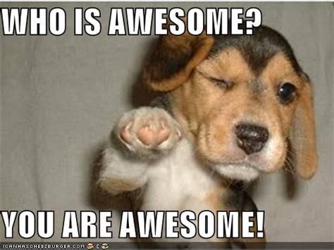 WHO IS AWESOME? YOU ARE AWESOME! | Funny animal memes, Puppies funny ...