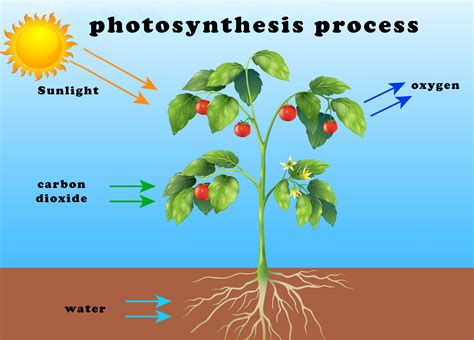 How Aquatic Plants Do Photosynthesis - Maison & Jardin