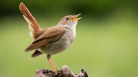 The Scientific Theories Why Birds Wake Up And Chirp So Early