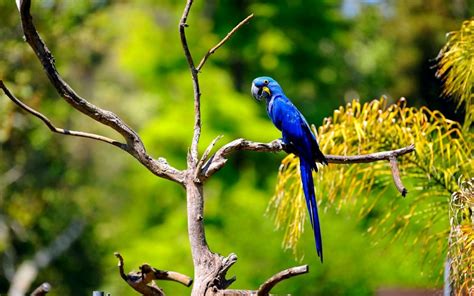 Blue Macaw : Biological Science Picture Directory – Pulpbits.net