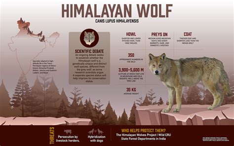 Himalayan Wolf: Facts, Size, and Habitat | RoundGlass | Sustain