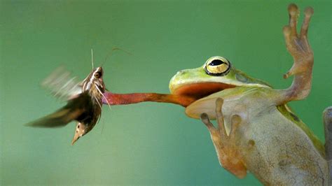 What Not To Feed Frogs at Bethel Graham blog