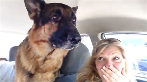 German Shepherd dog suddenly realizes he is at the vet🤣 Funny Dog's Reaction | Funny dogs ...