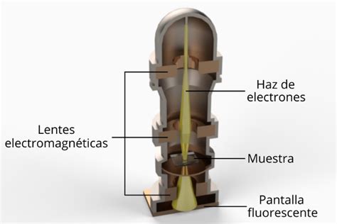 El microscopio electrónico - Mundo Microscopio