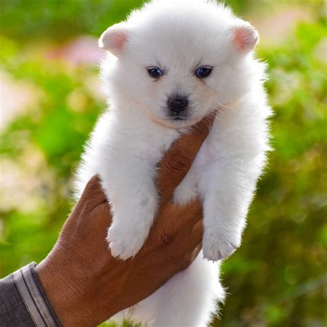 Indian Spitz Info, Size, Temperament, Lifespan, and Pictures