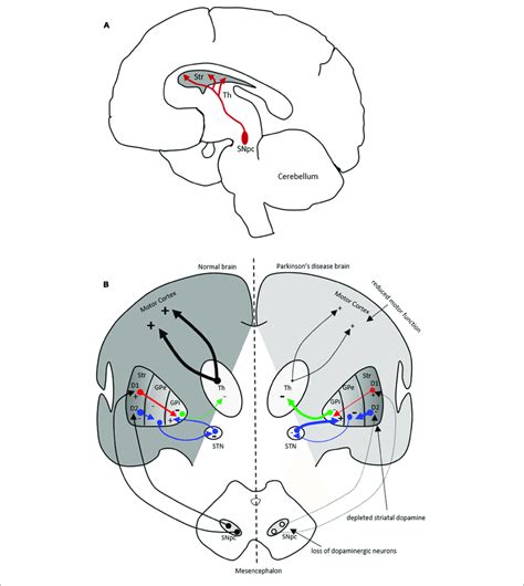 | The nigrostriatal dopaminergic pathway and motor basal ganglia ...