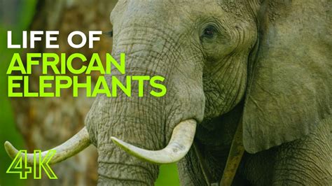 The Best 15 Documentaries About Elephants - Documentarytube.com