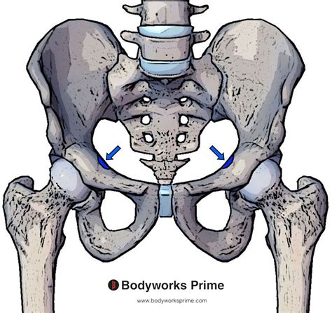 Psoas Minor Muscle Anatomy - Bodyworks Prime