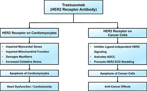 Trastuzumab Mechanism Of Action