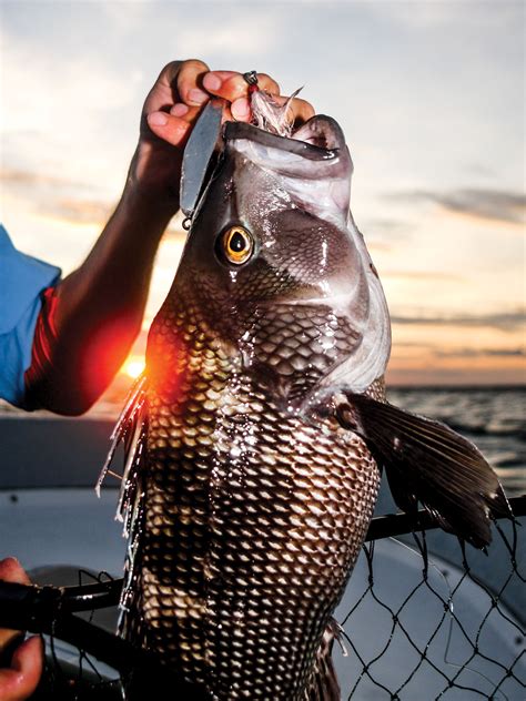 Black Sea Bass Fishing Rigs