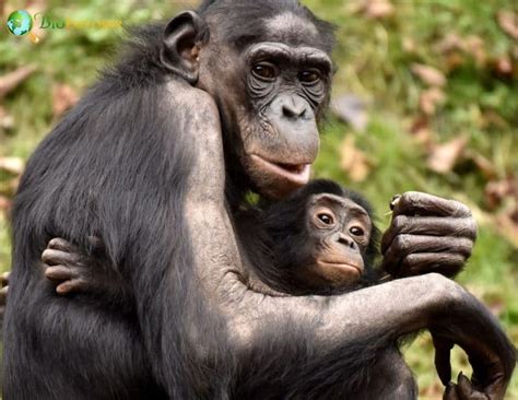 Bonobo Characteristics | Pan Paniscus Diet & Facts | BioExplorer