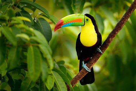 What Do Toucans Eat? Their 15+ Favorite Foods - AZ Animals