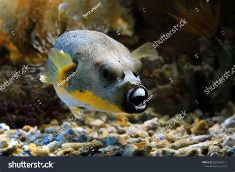 Closeup Face Puffer Fish Front View Stock Photo 1800903712 | Shutterstock