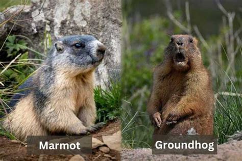 What Is the Difference Between a Marmot and a Groundhog? 5 Identical Differences