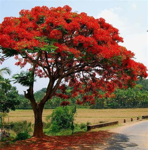 ROYAL POINCIANA TREE Delonix Regia aka Red Flame Flamboyant | Etsy