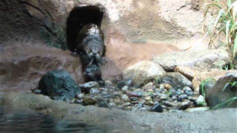 VIDEO: Baby otters learn to swim - ABC13 Houston