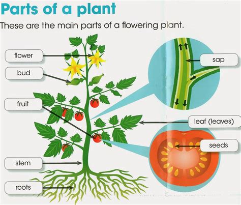 PARTS OF PLANTS - Buscar con Google | Parts of a plant, Plant lessons, Plant life cycle