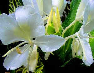 White Ginger Flower Photograph by James Temple