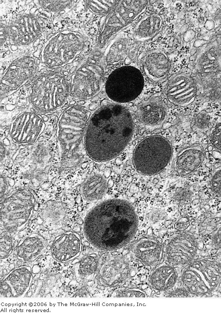 De Histology: Lysosomes