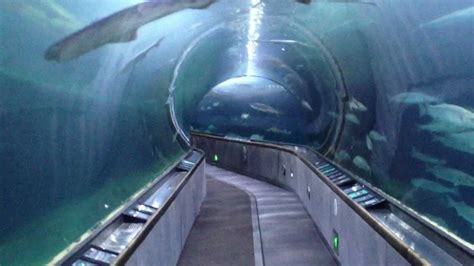 Shark Tunnel at Aquarium of the Bay in San Francisco - YouTube