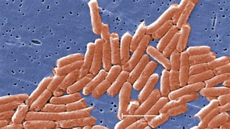 Nationwide Salmonella outbreak kills one and sickens nearly 1,000 ...