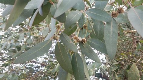 Eucalyptus neglecta - Omeo Gum - 75 Seeds | LGAFS