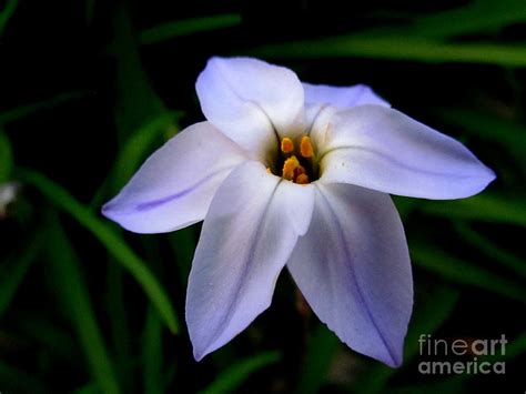 Blue Star Flower Photograph by Joyce Woodhouse - Fine Art America