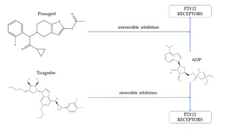 Mechanism of action of prasugrel and ticagrelor. ADP:... | Download ...