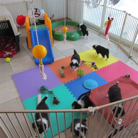 places you can go to play with puppies near me - Try Your Best Day-By ...