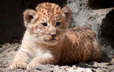 Rare liger cubs born at Russian zoo - NY Daily News