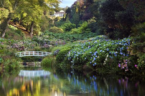 Hydrangea Valley in July, Trebah Garden, Cornwall | Jardines ...