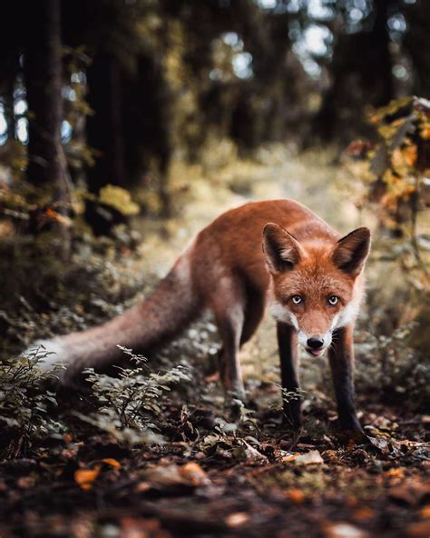 Photographer Shoots Finnish Forest Animals Like They're Professional Models, And We Can't Stop ...