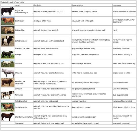 Selected breeds of beef cattle | Beef cattle, Cattle ranching, Cattle