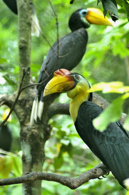 Gambar Burung Enggang Gading - Gambar Burung