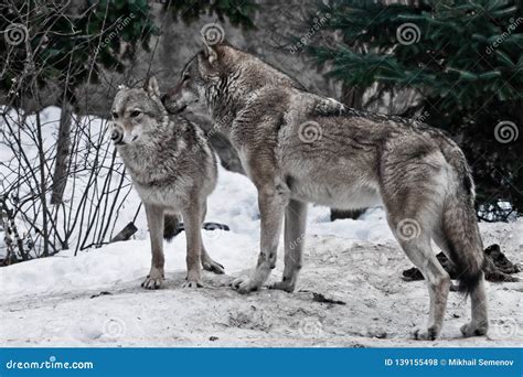 The Wolves Are Male And Female During The Rut Mating Games, The Wolf Cares For The She-wolf, The ...