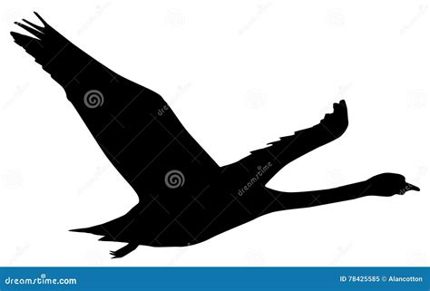 Swan stock vector. Illustration of swan, outline, nature - 78425585