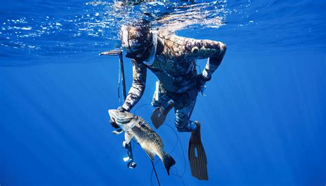 Les Bienfais de la chasse sous marine | FNPSA NORMANDIE