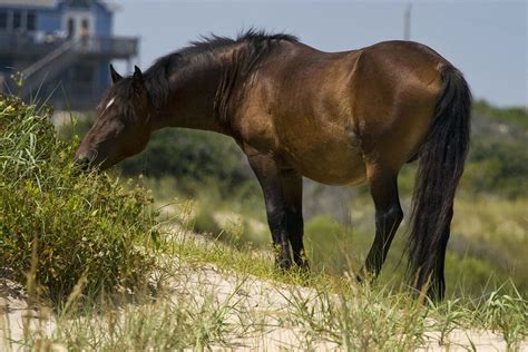 Corolla Wild Horses - Photos, Tours and Info - OuterBanks.com