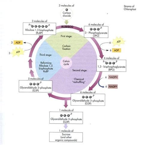 Calvin Cycle Reactions | Study biology, Teaching biology, Biology lessons