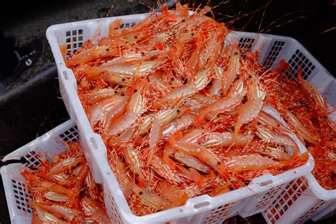 Spot Prawn Festival 2019 - West Coast Food