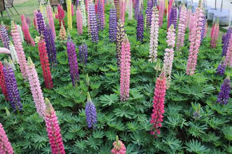 Lupine Seeds: Grow This Beautiful Wildflower in Your Own Garden - A-Z Animals